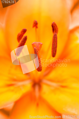 Image of Detail of flowering orange lily