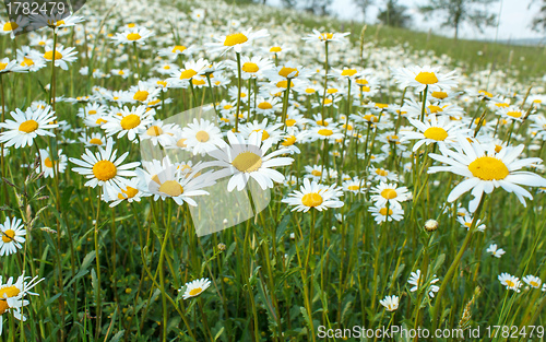 Image of white marguerite flowers