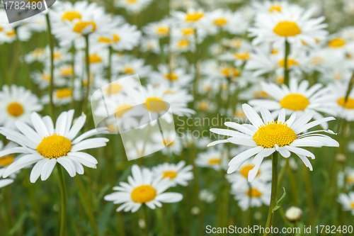 Image of white marguerite flowers