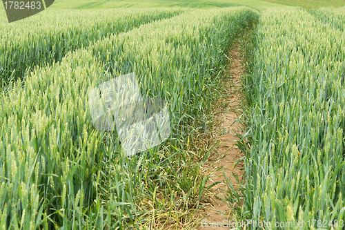 Image of detail of organic green grains