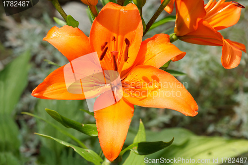 Image of Detail of flowering orange lily