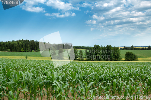 Image of Beautiful summer rural landscape