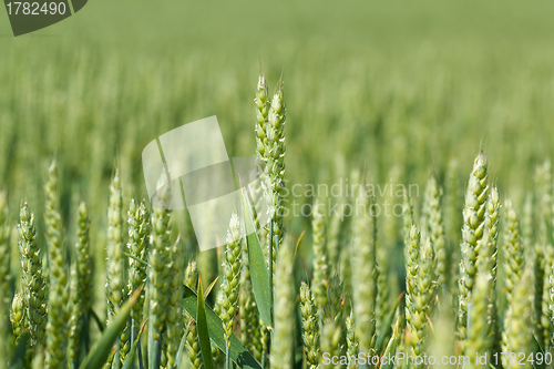 Image of detail of organic green grains