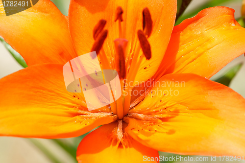 Image of Detail of flowering orange lily