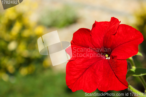 Image of Red flower Petunia Surfinia Vein