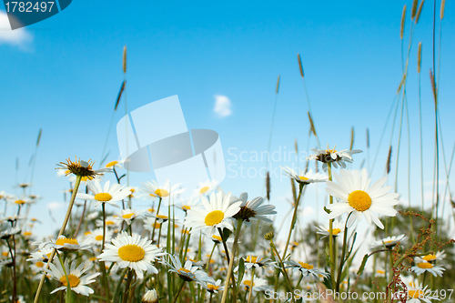 Image of white marguerite flowers