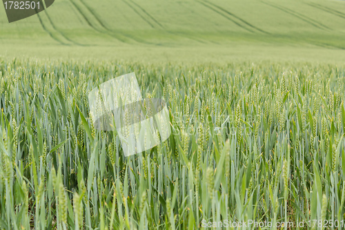 Image of field of organic green grains