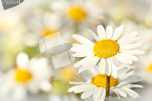 Image of white marguerite flowers