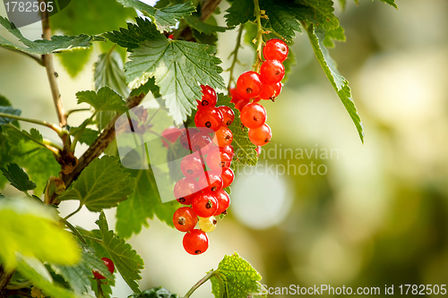 Image of red currants with shallow focus