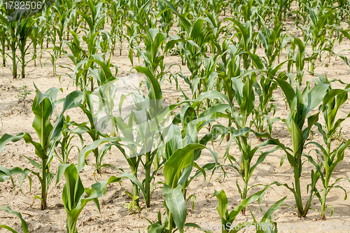 Image of green field of corn growing up
