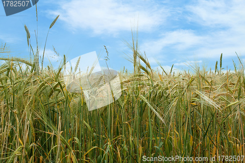 Image of field of organic green grains