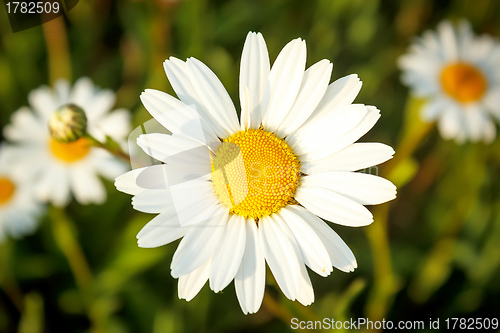 Image of white marguerite flowers