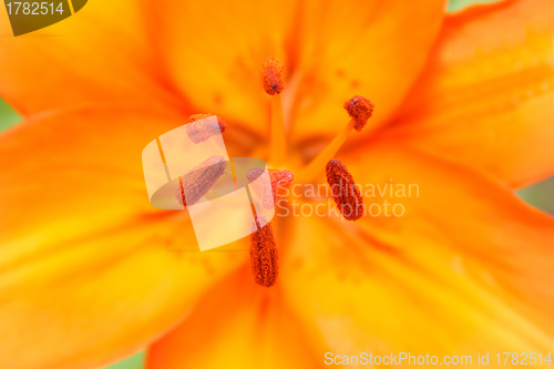Image of Detail of flowering orange lily