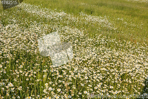 Image of white marguerite flowers