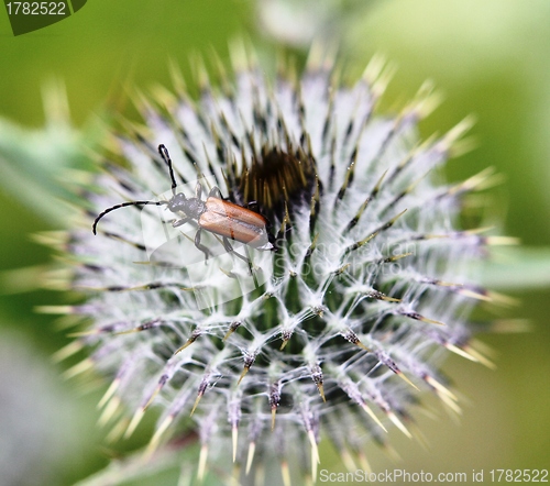 Image of Brown beetle on a thistle