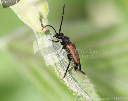 Image of Brown beetle on a plant