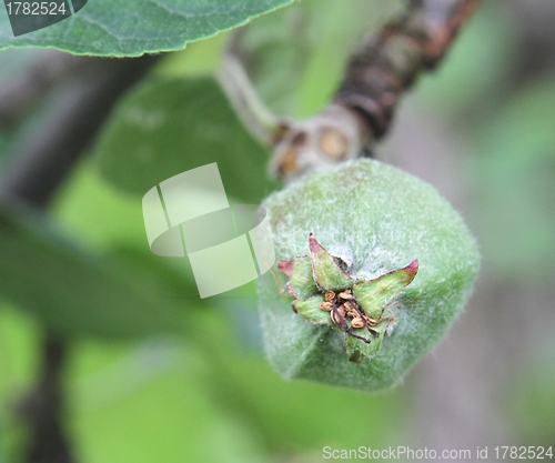 Image of Green apple