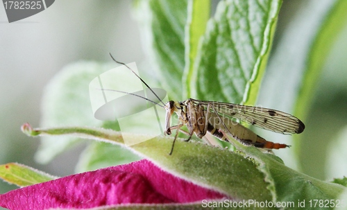 Image of Insect sitting on a rose