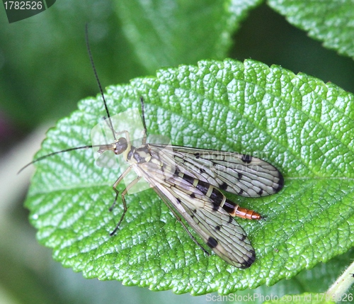 Image of Insect on a rose bush leaf