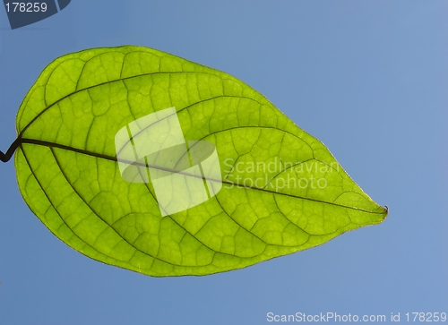 Image of Green leaf