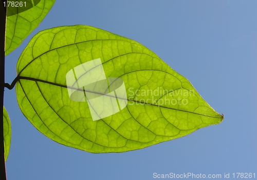 Image of Green leaf