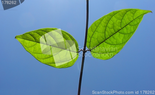 Image of Green leaves