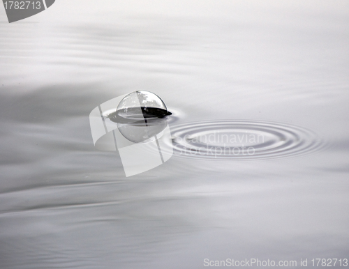 Image of Ripple