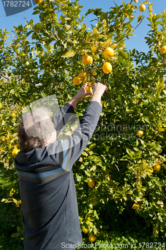 Image of Picking lemons