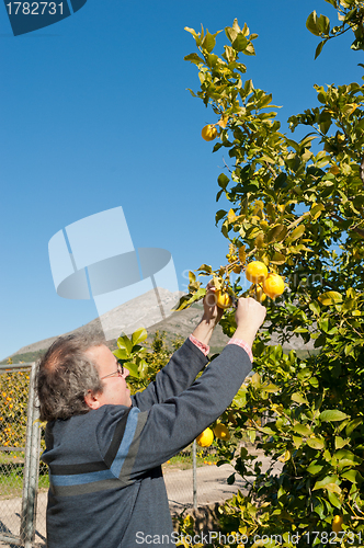 Image of Lemon crop