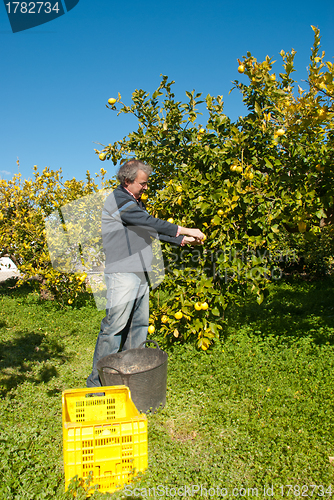 Image of Lemon harvest
