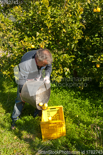 Image of Harvest worker