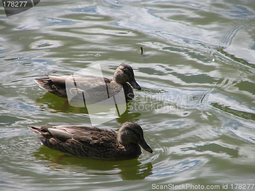 Image of ducks