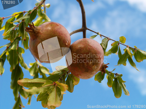 Image of Wet Pomegranates