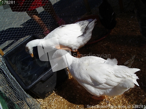 Image of drinking birds