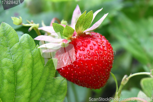 Image of Ripe strawberry