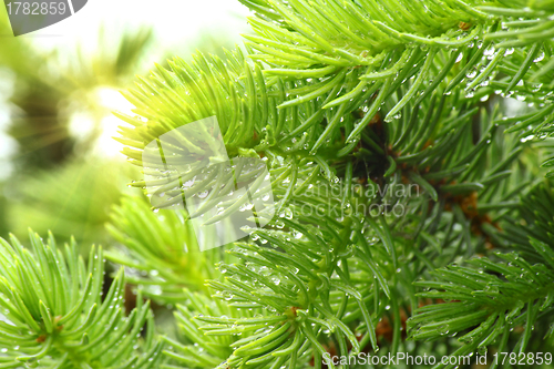 Image of Pine branch with raindrops and sun