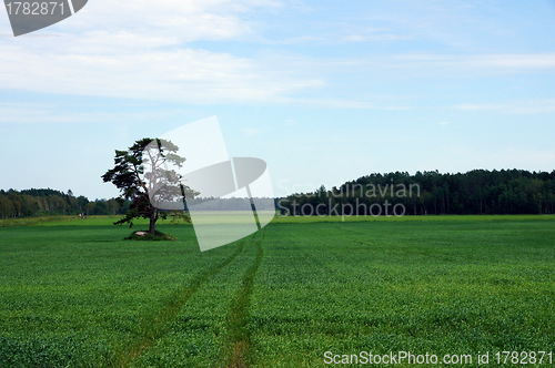 Image of Rural landscape 