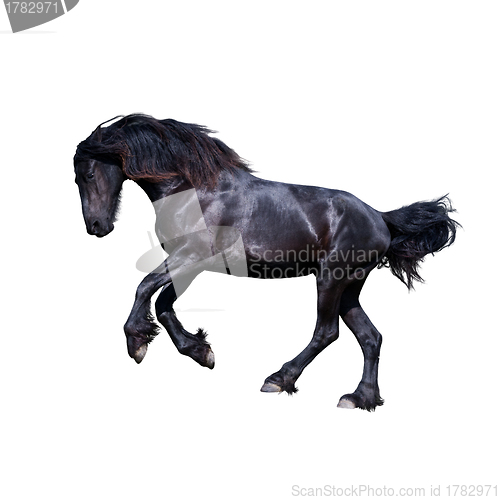 Image of Black friesian stallion gallop