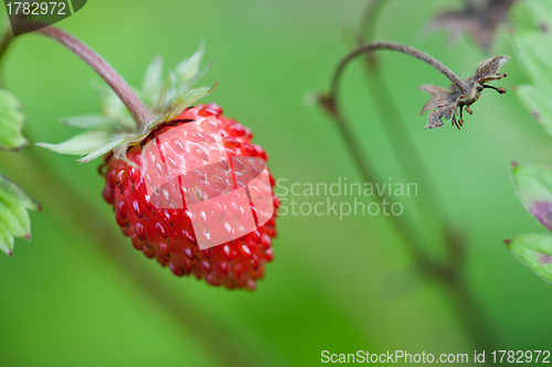 Image of Closeup of ripe wild strawberry hanging on stem on a meadow.
