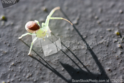 Image of Spider