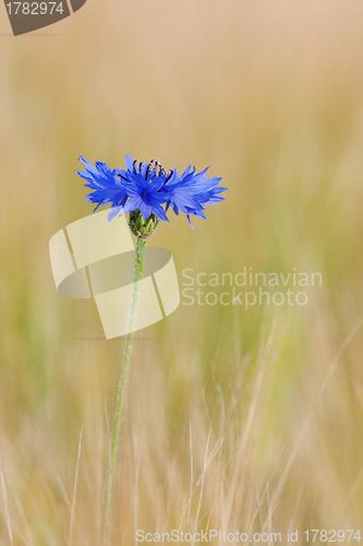 Image of Cornflower in the field composition 