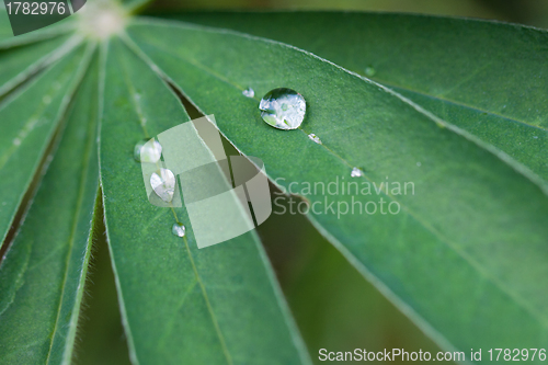 Image of Water drops on leaf