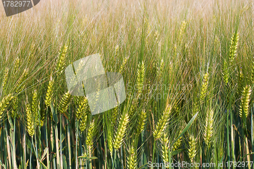 Image of Wheat straws on a spring day in the field 