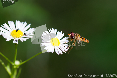 Image of Macro of Wasp on daisies