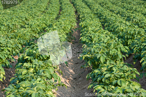 Image of Potato field 