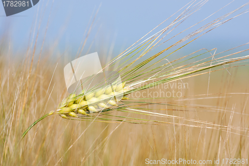 Image of Close-up of wheat straw on a summer day in the field 