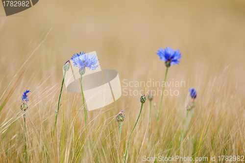Image of Blue cornflowers in the field