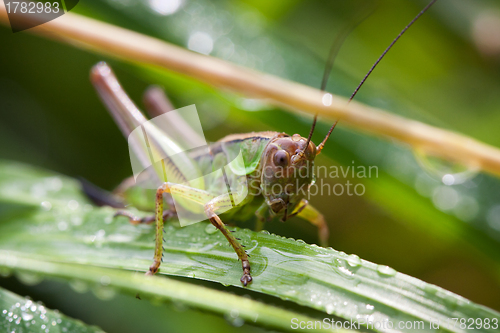 Image of Macro of a grasshopper on the leaf 