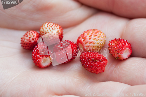 Image of Wild strawberries on a woman's palm 
