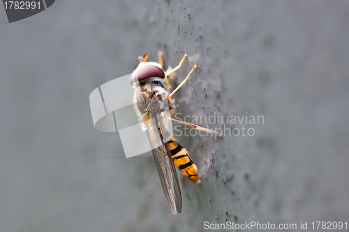 Image of Macro of Wasp